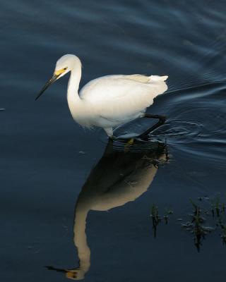 Snowy Egret