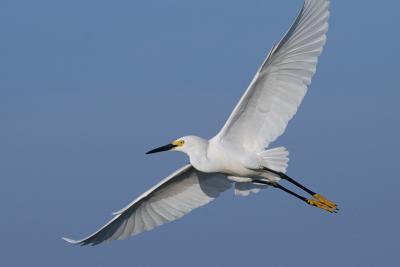 Snowy Egret