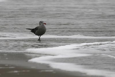 Heermann's Gull