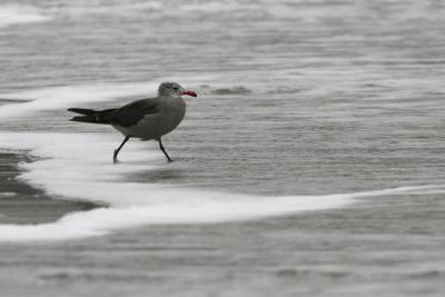 Heermann's Gull