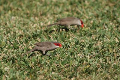 Common Waxbills