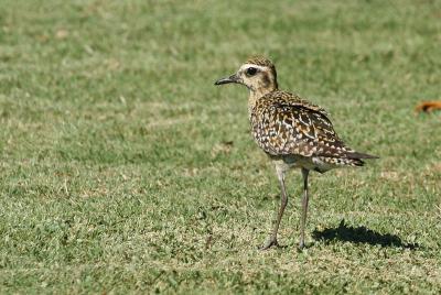 Pacific Golden Plover