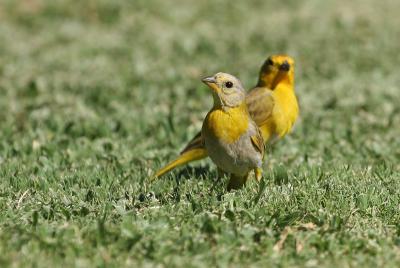 Saffron Finches