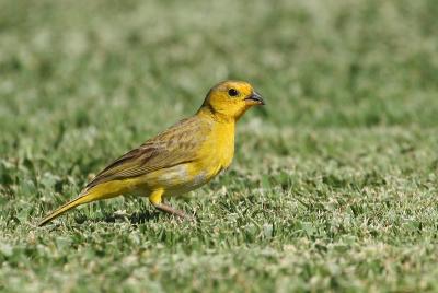 Saffron Finch