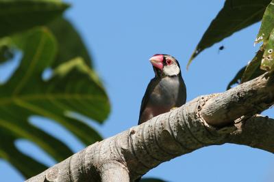 Birds of Oahu, 2005
