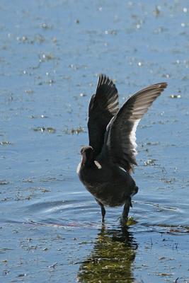 Hawaiian Coot