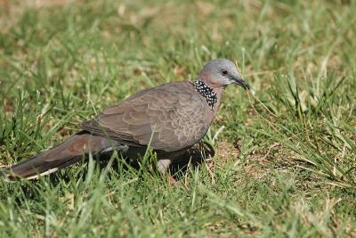 Spotted Dove