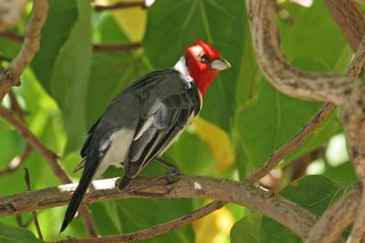 Red-crested Cardinal