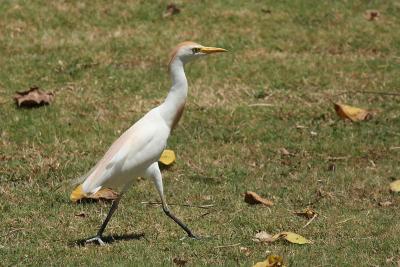 Cattle Egret