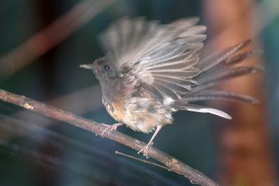 White-rumped Shama