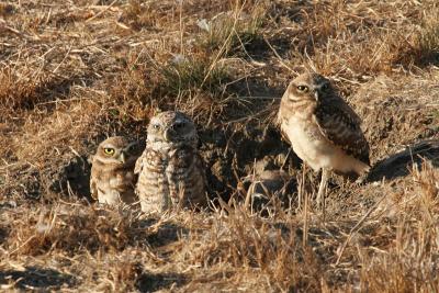 3 Burrowing Owls