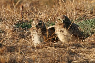 2 more Burrowing Owls