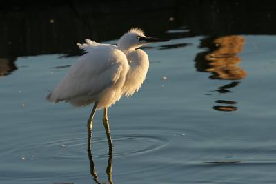 Snowy Egret fledgling, backlit