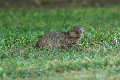 Indian Mongoose