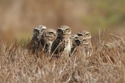 6 Burrowing Owls