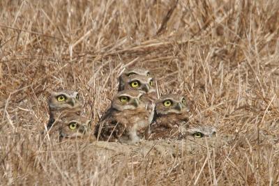 7 Burrowing Owls
