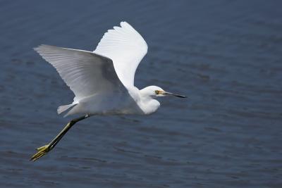 Snowy Egret