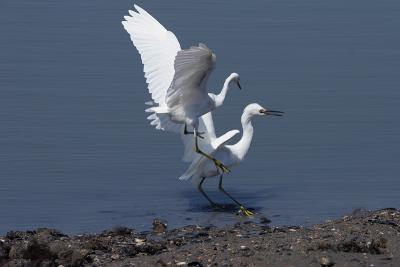 Snowy Egrets fighting