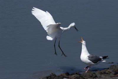 Snowy Egret fighting Western Gull