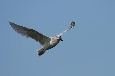 Gull with mussel