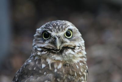 Burrowing Owl looking at me
