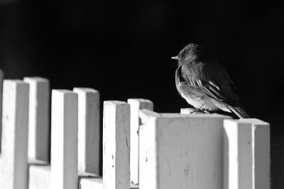 Black Phoebe on White Fence