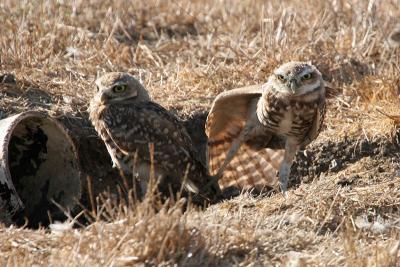 Burrowing Owl stretching