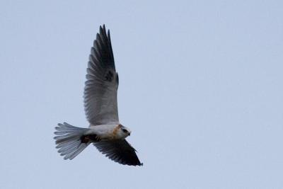 Juvenile White-tailed Kite with rodent