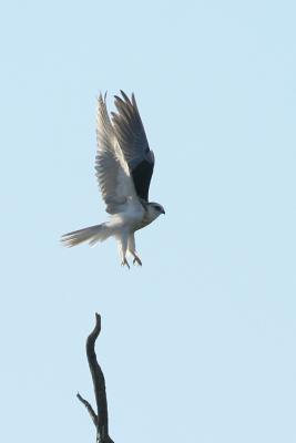Juvenile White-tailed Kite taking off