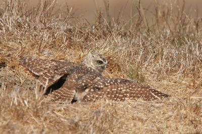 Burrowing Owl covering burrow