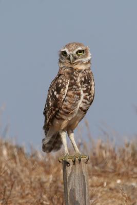 Burrowing Owl on post