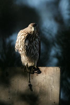 Juvenile Cooper's Hawk