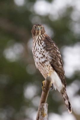 Juvenile Cooper's Hawk