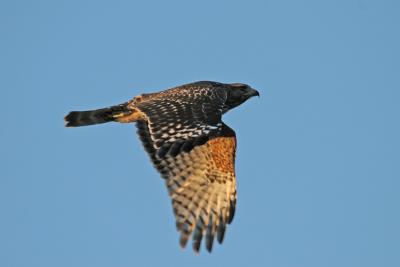 Juvenile Red-shouldered Hawk