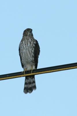 Juvenile Cooper's Hawk