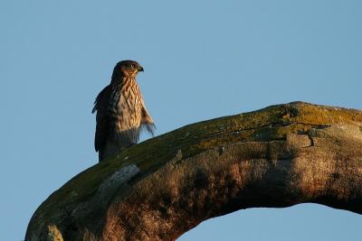 Juvenile Cooper's Hawk