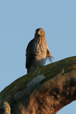 Juvenile Cooper's Hawk