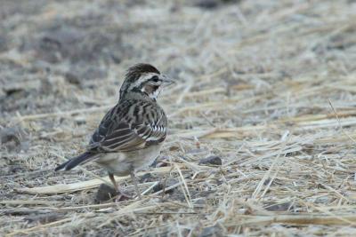Lark Sparrow, juvenile