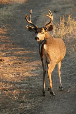 Black-tailed Deer buck