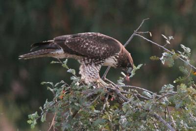 Juvenile Red-tailed Hawk eating vole