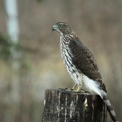 Juvenile Coopers Hawk