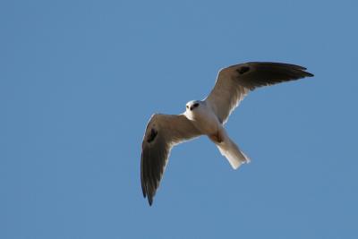 White-tailed Kite