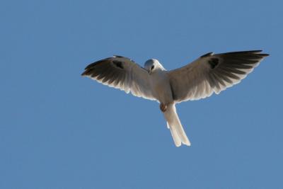 White-tailed Kite