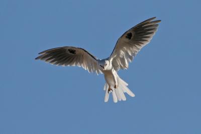 White-Tailed Kite