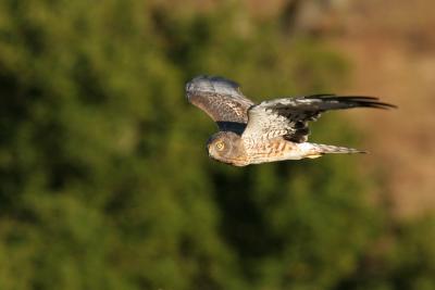 Northern Harrier