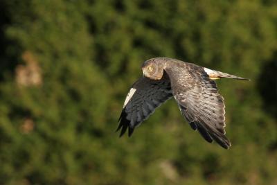 Northern Harrier