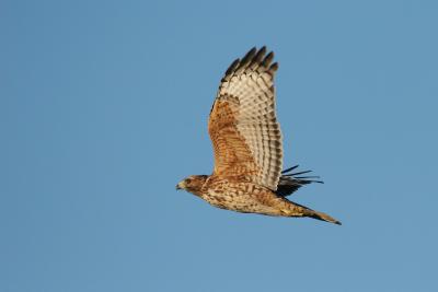 Juvenile Red-shouldered Hawk