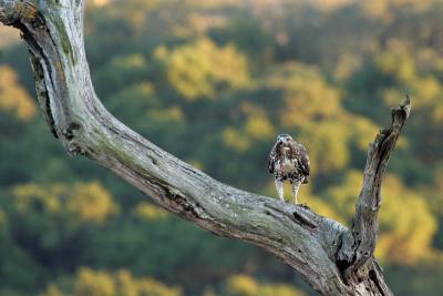 Juvenile Red-tailed Hawk swallowing vole