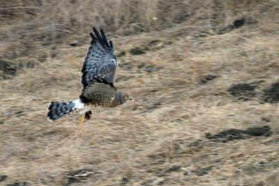 Northern Harrier with mouse