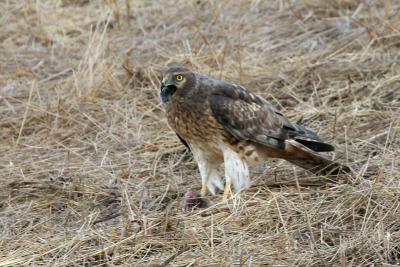 Northern Harrier swallowing mouse